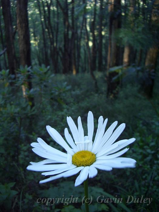Daisy, forests near Sassafras IMGP1122.JPG